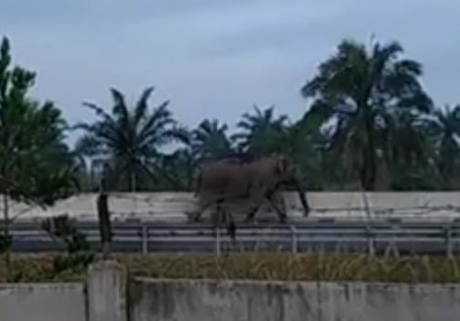 Waduh, Gajah Sumatera Masuk Jalan Tol Pekanbaru - Dumai