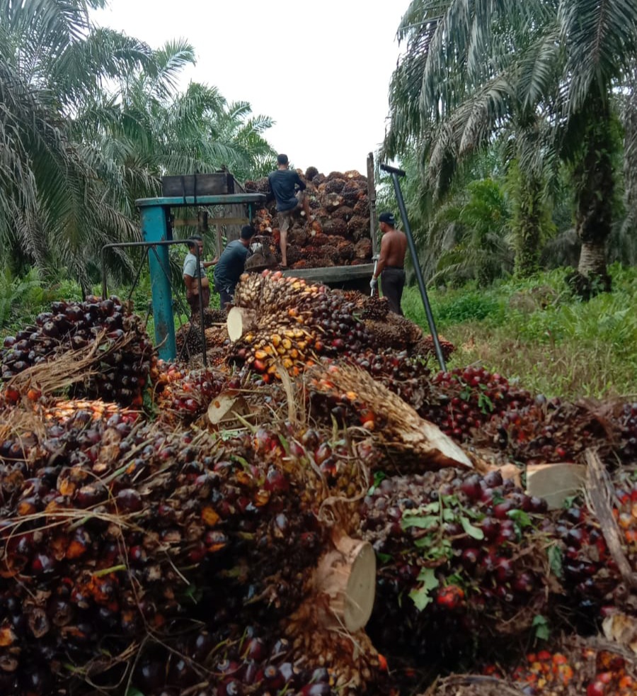 Naik Lagi, Harga TBS Sawit di Riau Periode 23 Februari–1 Maret jadi Rp3.680,16 Per Kg