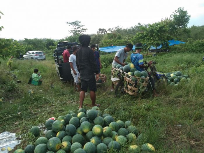 Petani di Gunung Sahilan Ini Sukses Kembangkan Kebun Semangka, Dijual Hingga ke Jakarta