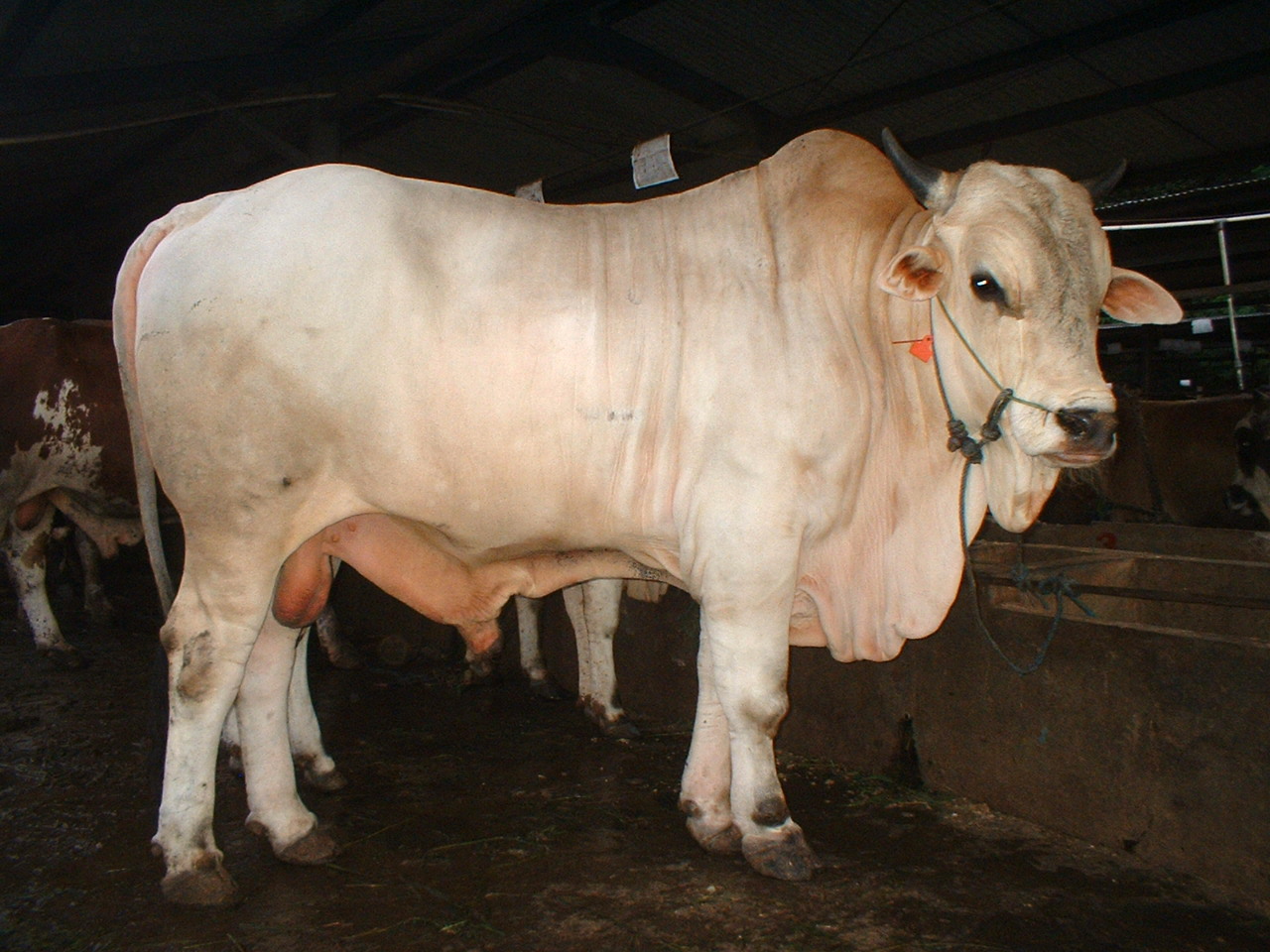 Riau Tingkatkan Produksi Semen Beku Sapi Jantan untuk 4 Provinsi