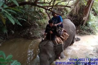Tim BBKSDA dari PLG Minas Giring Gajah Liar ke Hutan Tahura