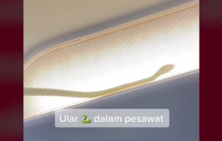 Video Viral Ular di Atas Kabin Penumpang, Pesawat AirAsia di Malaysia Mendarat Darurat