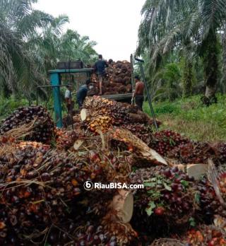 Turun Dikit, Harga TBS Sawit di Riau Periode 16-22 Februari Jadi Rp 3.565,77/Kg
