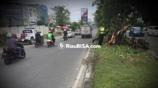 Elakkan Pohon Tumbang, Sopir Dan Penumpang di Pekanbaru Luka Lebam