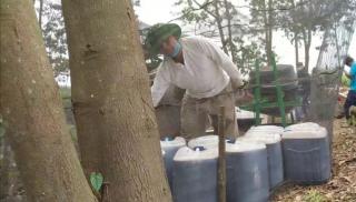 Sukses Ternak Lebah Madu, Sembiring Hasilkan hingga 1 Ton Sekali Panen
