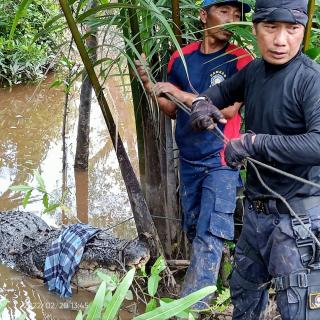 Mengancam Keselamatan Warga, Seekor Buaya Dievakuasi Tim Damkar Inhil