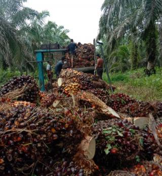 Naik Lagi, Harga TBS Sawit di Riau Periode 23 Februari–1 Maret jadi Rp3.680,16 Per Kg