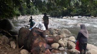 Bangkai Gajah Jantan Ditemukan di Aceh Utara