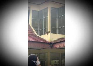 Jadi Tontonan Mahasiswa, Beruk Liar Ekor Pendek Manjat Gedung Kampus UNRI