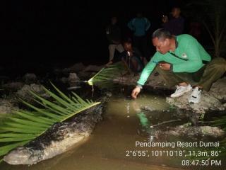 Usai Ditangkap Warga, Buaya di Dumai Mati