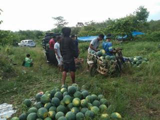 Petani di Gunung Sahilan Ini Sukses Kembangkan Kebun Semangka, Dijual Hingga ke Jakarta