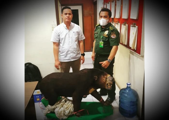 Balai BKSDA Riau, Sita Beruang Madu Yang Diawetkan di Rumah Warga