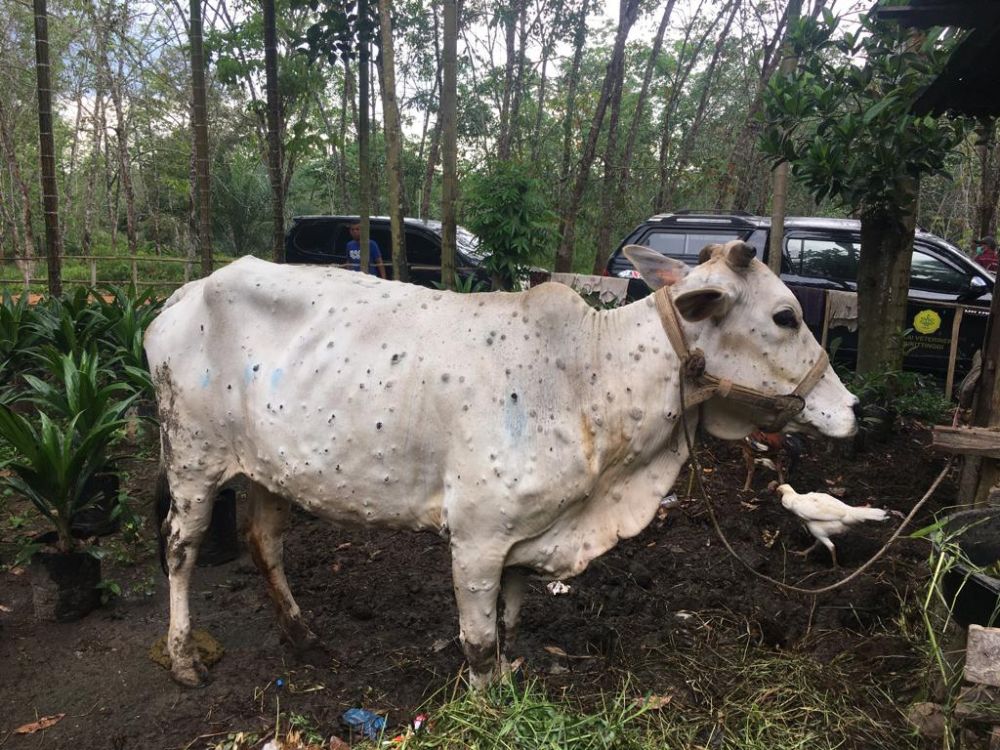 Hasil Pemeriksaan Sapi LSD di Inhu Keluar, Dinas PKH Riau Segera Tindaklanjuti