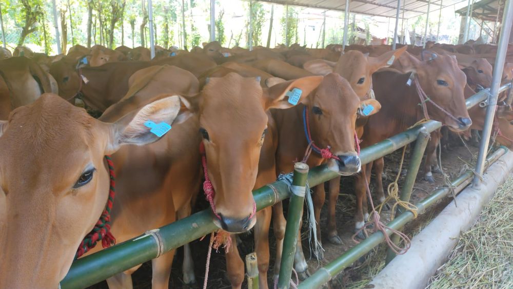 Tahap Awal, 567 Sapi Bantuan Pemprov Riau Dikirim dari Jatim Pekan Ini