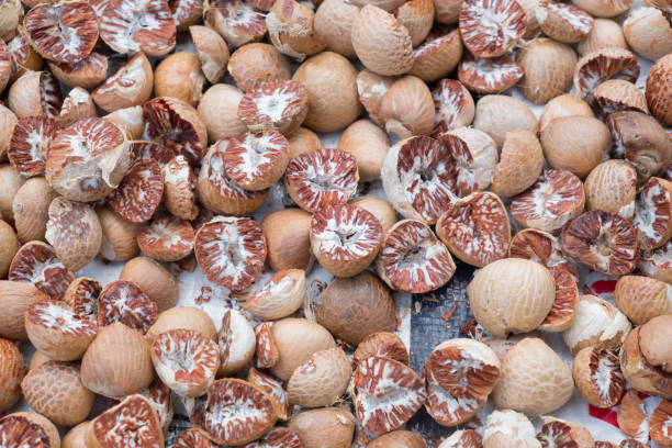 Harga Pinang Kering di Riau Minggu Ini Terpantau Tak Bergerak Tetap Rp12.800 per Kg 