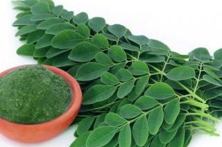 Bisa Turunkan Kolesterol, Ini 5 Manfaat Daun Kelor Bagi Kesehatan