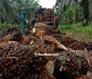 Rekor, Harga TBS Sawit Riau Periode 02-08 Maret Tembus Rp3.930,94/Kg