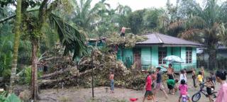 Diterjang Puting Beliung, Satu Unit Rumah di Desa Sungai Rambai Kampar Kiri Tertimpa Pohon