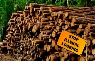 Hutan Eks PT WSSI Ditebangi, YLBHR Tuding DLHK Riau Tutup Mata, Murod: Tanya BPHP