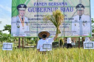 Produksi Beras di Riau Tahun 2021 Capai 124.800 Ton