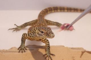 16 Bayi Komodo Lahir di Bali untuk Pertama Kali