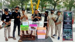 Komunitas Perawang Exotic Hadirkan Hewan Reptil di Perawang