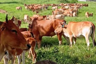 Distankan Pekanbaru Sebut RPH Sudah Kembali Potong Sapi