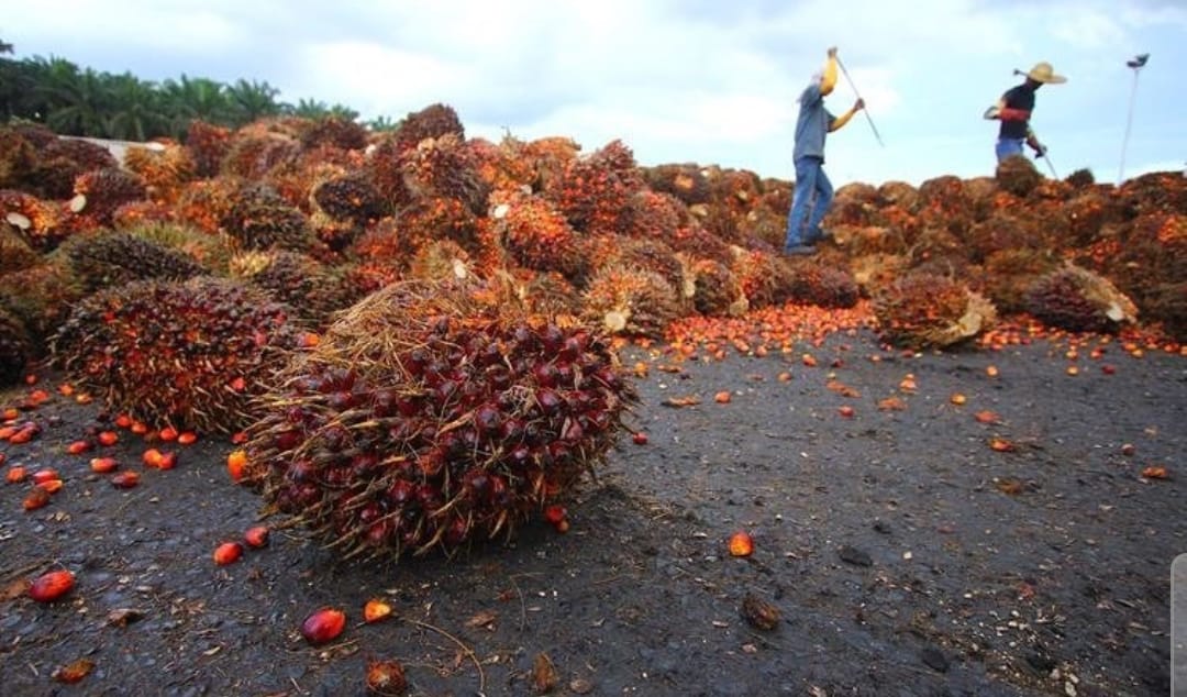 Tiga Provinsi Pemilik Kebun Sawit Terluas di Indonesia