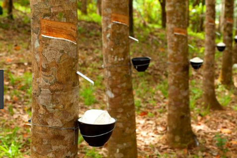 Minggu Ini Harga Bahan Olahan Karet Rakyat di Riau Terpantau Naik