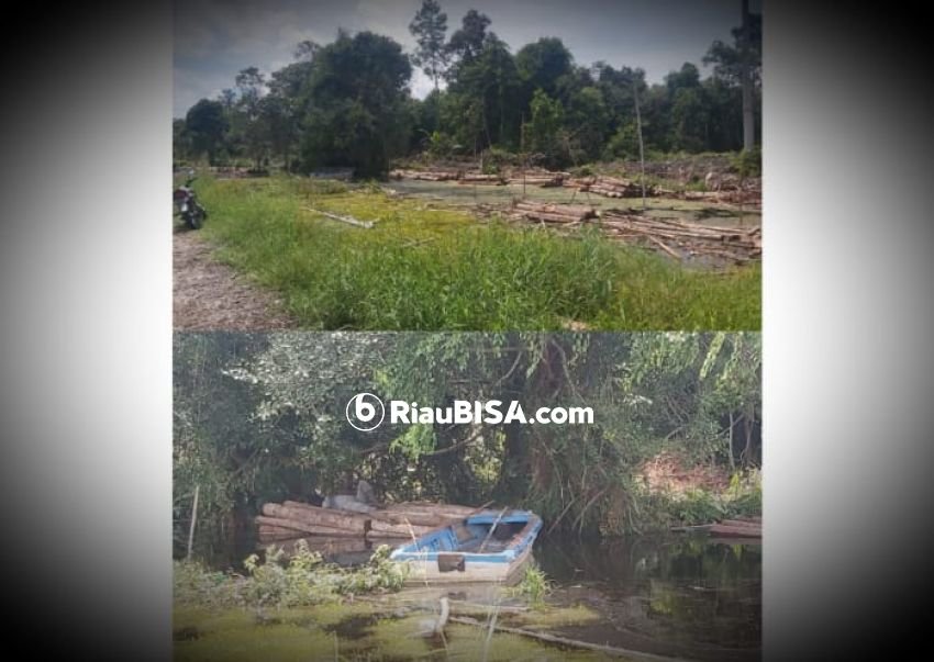 Waduh, Ada Aktivitas Ilegal Loging Hasil Hutan di Sungai Apit Siak 