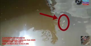 Viral! Ratusan Anak Ikan Mati di Aliran Sungai Siak