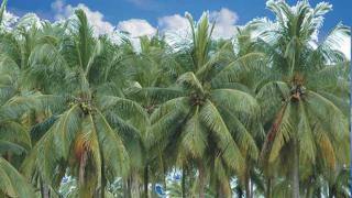 Kementan Siapkan Lahan Baru untuk Kebun Kelapa Ribuan Hektare