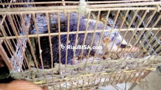 Mirip Solenodon, Heboh! Warga Perawang Siak Tangkap Binatang Aneh 