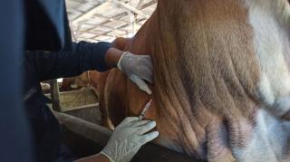 Sempat Tertahan, Sapi Bantuan Pemprov Riau Mulai Dikirim dari Karantina Bangkalan