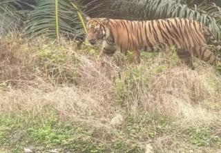 Harimau Berkeliaran di Rumah Warga Desa Tasik Tebing Serai Bengkalis