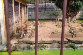Tragis! Bersihkan Kandang, Petugas Kebun Binatang Serulingmas Tewas Diterkam Harimau