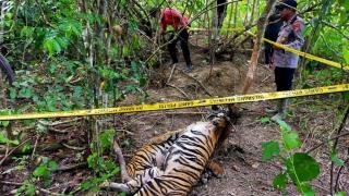 Terkena Jerat Babi, Dua Harimau Sumatera Ditemukan Mati Mengenaskan di Aceh Timur