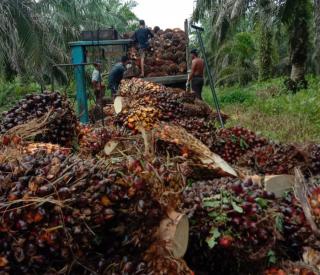 Harga TBS Sawit di Riau Periode 27 April - 10 Mei Naik Jadi Rp 3.919,87/Kg