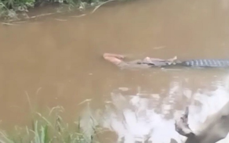 Ngeri! Terekam Kamera Warga, Buaya Ini Bawa Jasad Wacaling Keliling Sungai