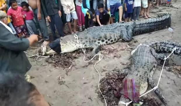 Ini Penampakan 2 Buaya Raksasa yang Ditangkap Warga Usai Memangsa Seorang Ibu Rumah Tangga