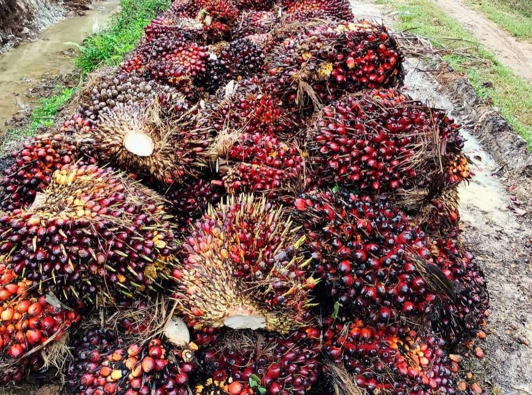 Ketua DPRD Inhil Ingatkan PKS Beli TBS Sawit Sesuai SK Gubernur
