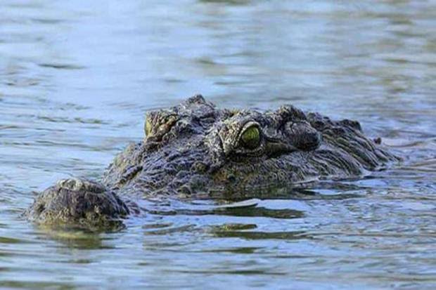 Keluarkan Kayu dari Kanal, Warga Tewas Dimangsa Buaya, Tubuh Luka-luka, Tangan Patah
