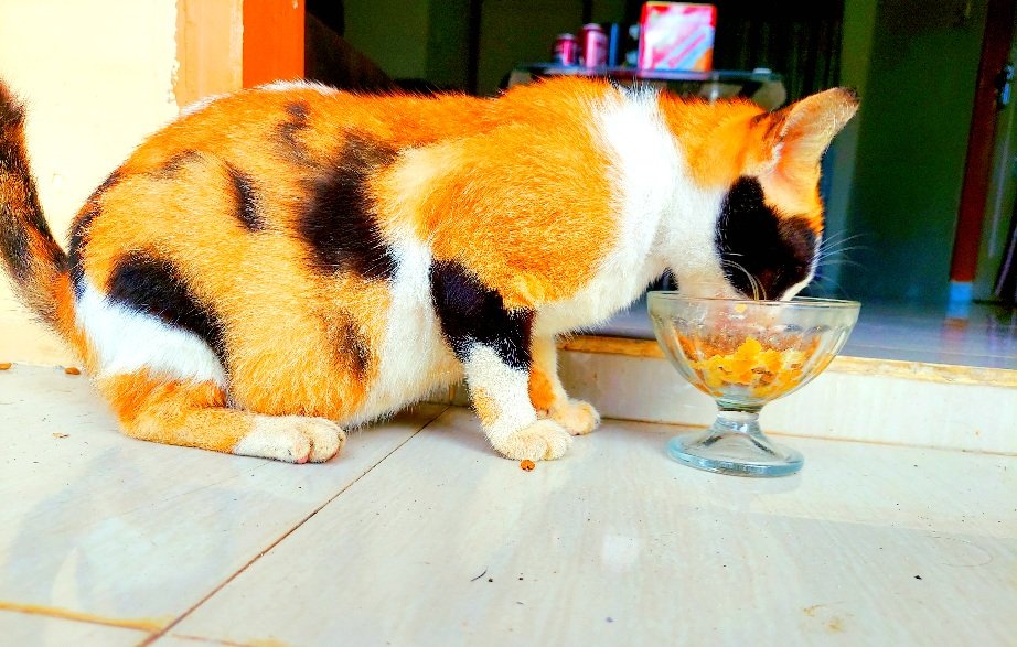 Jangan Berikan Makanan Manusia untuk Kucing, Ini Hal yang Perlu Diketahui