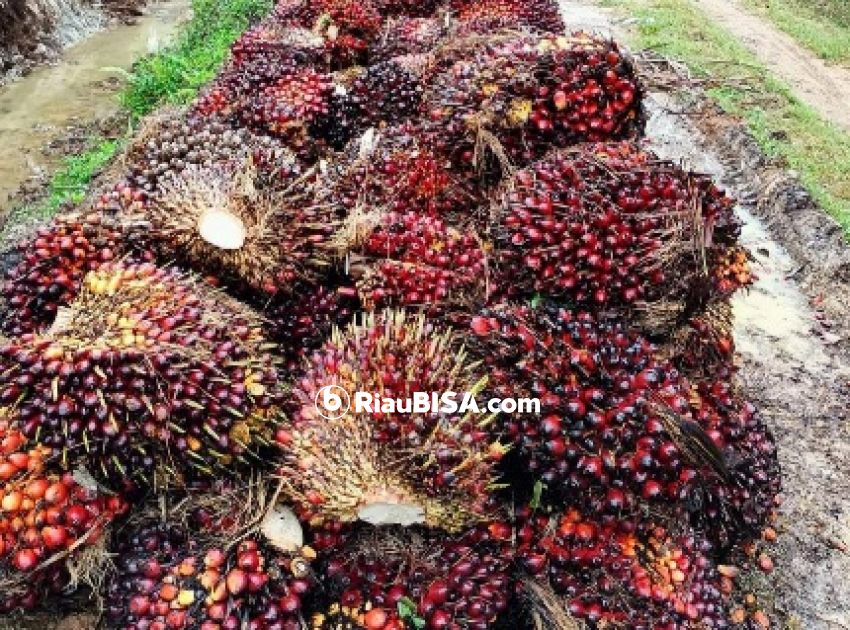 Turun Tipis, Harga TBS Sawit Riau Periode 1-7 Juni Rp 2.666,44 per Kg