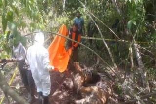 Lagi, 3 Harimau Sumatera Ditemukan Mati Terkena Jerat Babi
