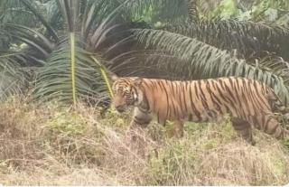Umpan Kambing Jerat Harimau Mendadak Hilang, BBKSDA Riau Tarik 2 Box Trap