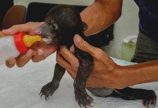 Pekerja PT RUJ Temukan Bayi Beruang Madu di Sungai Sembilan Dumai