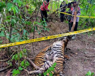 Dua Pemburu Babi Jadi Tersangka Matinya Tiga Harimau Sumatera