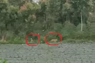 Heboh! Dua Harimau Sumatera Muncul di Kebun, Warga Diminta Waspada
