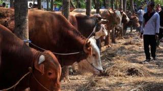 Cerita Peternak Sapi Depok Raup Untung di Tengah Wabah PMK
